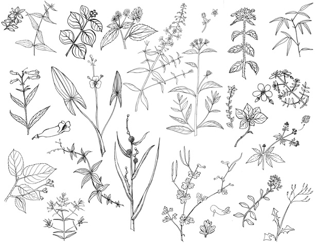 plant sketches | School - IRN 200 Vertical Studio | Pinterest